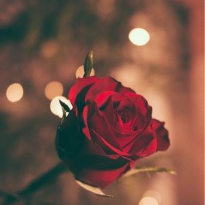 Meet your Posher, Rosa